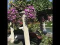 Miracle Garden Short Clips Dubai UAE