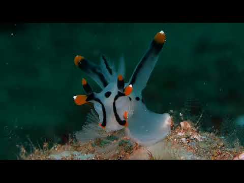 25 Nudibranch H - scuba diving video
