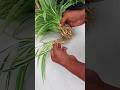 FAST Easy Way To Propagate Spider Plants