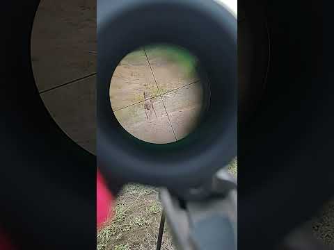 Pretty Surprising! Federal Power-Shok 100gr .243 Test W/ Winchester Model 70 Short Action Carbine
