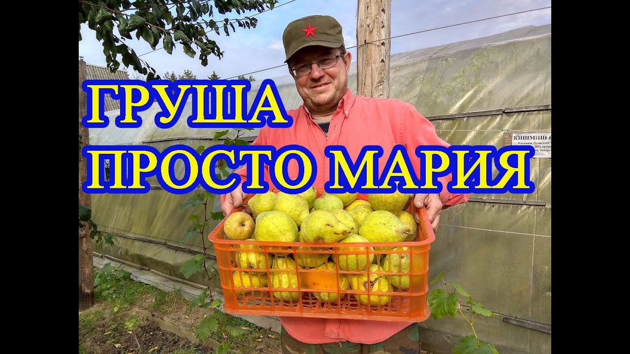 ГРУША ПРОСТО МАРИЯ // PEAR JUST MARIA - the best pear from Belarus