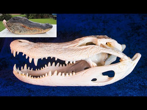 SKULL CLEANING- How To Clean an ALLIGATOR Skull (Easy European Mount)