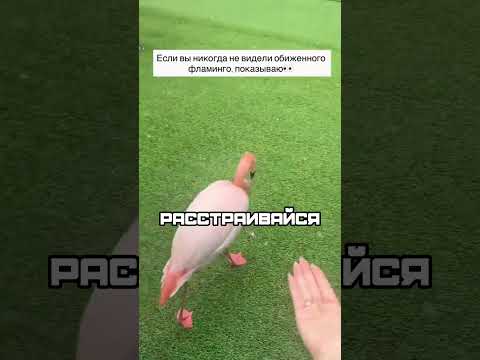 ОКАЗЫВАЕТСЯ ФЛАМИНГО МОГЛИ ВСЁ ЭТО ВРЕМЯ ОБИЖАТЬСЯ НА ЛЮДЕЙ #shorts