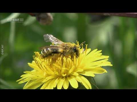 Hummeln - Bienen im Pelz - Doku - Deutsch
