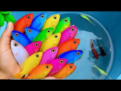 Catching Stunning Aquarium Fish in a Small Pond | Guppies, Carp, Eels & Koi 🐠🐟