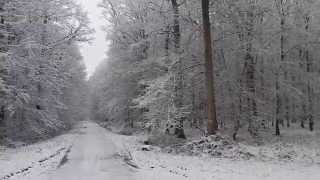 preview picture of video 'Neige en Forêt de Mormal'