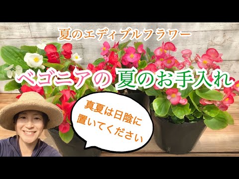 ベゴニアの花を咲かせるにはどうすればよいですか？栽培方法、開花、手入れのヒント  庭園