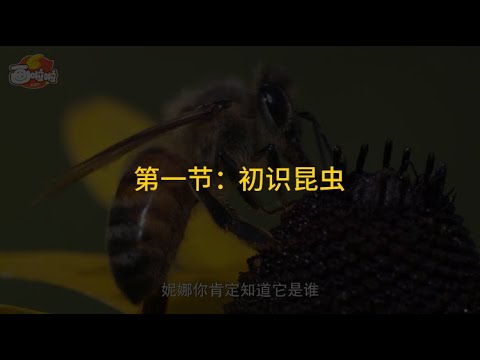 Trailer of 昆虫世界儿童动画 (2024)