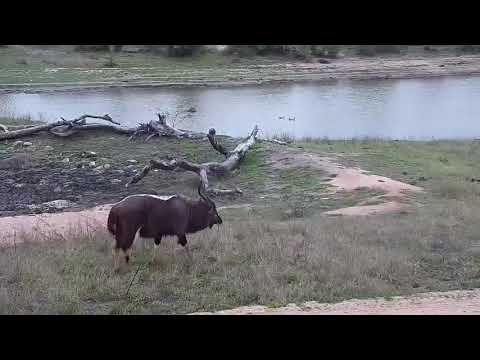 Djuma: Nyala bulls-Pt:2 - 06:39 - 10/07/20