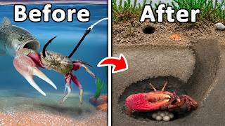 I Raised Bait Shop Fiddler Crabs as My Pet