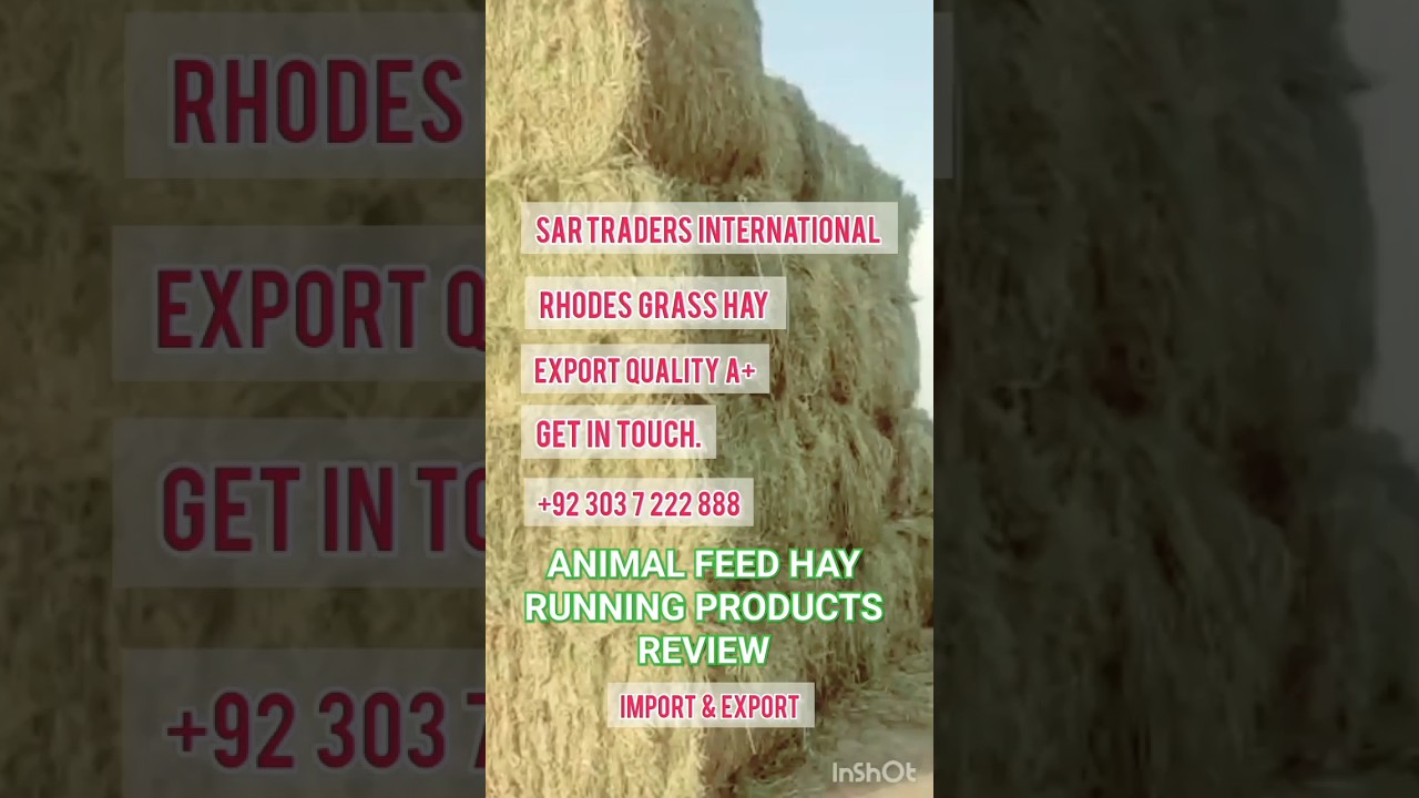 Animal Feed hay of Running Products for Export #animal #animalfeed #rhodesgrasshay  #wheatstrawhay