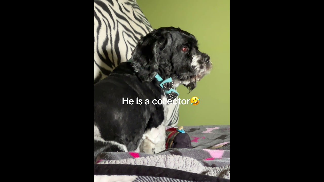 Skippy, a Adoptable Cocker Spaniel video 6/6