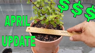 Making money growing and selling plants from home! April 2020 update