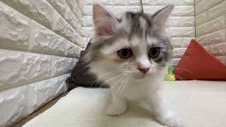 ミヌエットの動画01