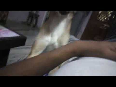 Bae needs your attention!