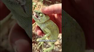 Este hombre encontró un camaleón a punto de morir, tras salvarlo recibió una sorpresa inesperada