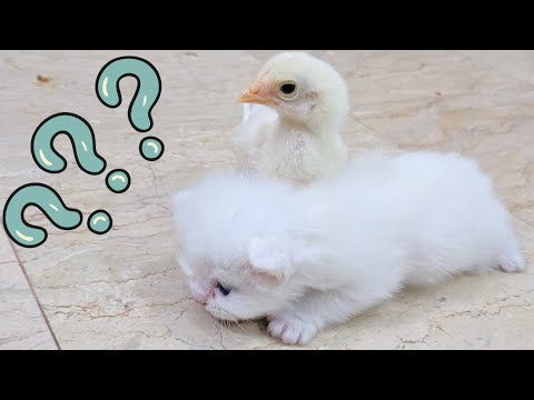 Luna White Lovely Kitten walk with a tiny chicken #lovelykitten #teddykittens
