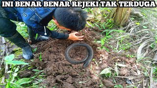 Download lagu Rejeki Nomplok! Niat Gali Cacing Malah Dapat Belut Dibawah Pohon Pisang. Mancing Belut Dikebun Sawit mp3