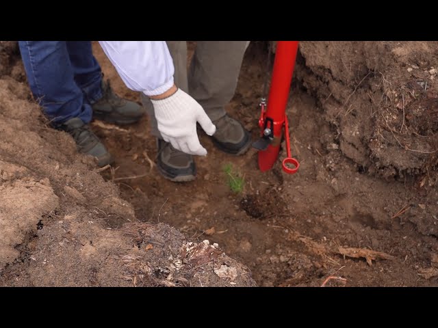 Иркутская область присоединилась к всероссийской акции «Сохраним лес»