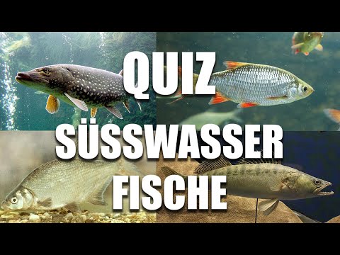 Süßwasserfische Quiz | Fische erraten