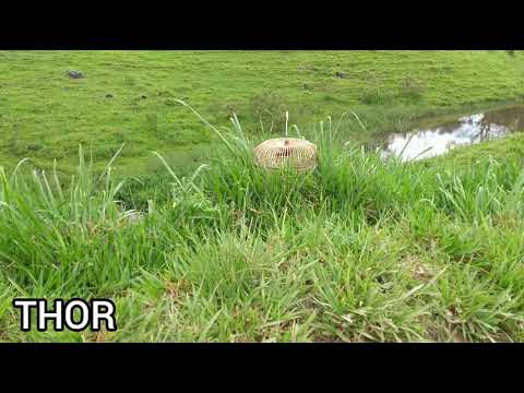 Chorão pegador - THOR #6