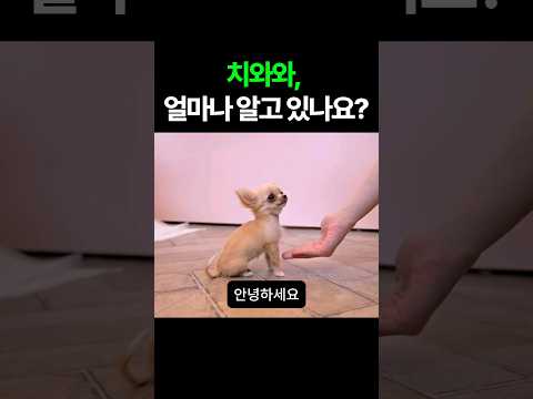 치와와 성격 어디까지 알고 계신가요? 외모와 성격 유래