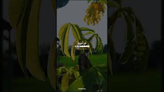 Download lagu Story wa sholawat 30 detik mp3