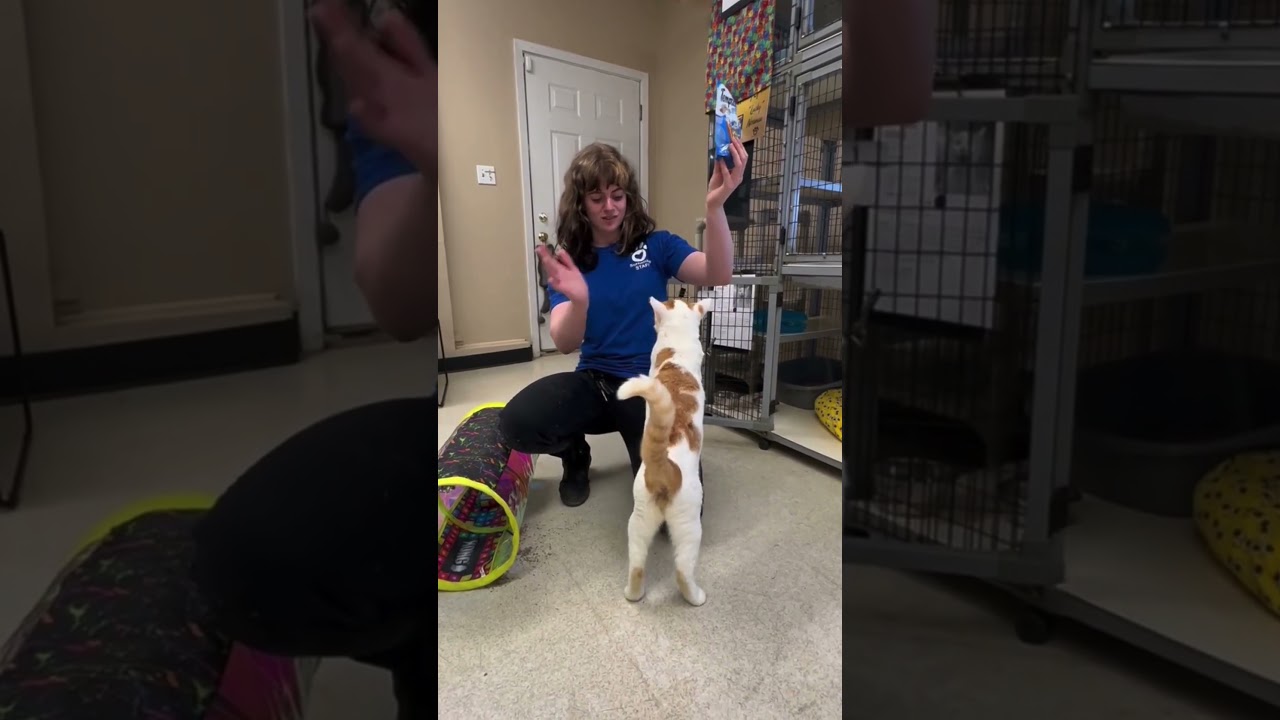 Potato, a Adoptable mixed breed in Medford, OR video 5/5