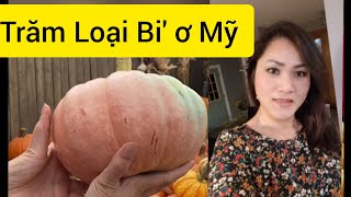 Các Loại Bi' Đỏ Ơ  Mỹ Nhìn Ra Sao Pumpkins Halloween 🇺🇸Cuộc Sống Mỹ 🇺🇸