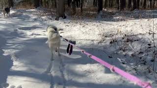 #long #walk #nofilter #husky #huskyrescue #huskylife #siberianhusky #furkids #puppy #rufflife #snow