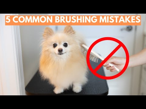 You Are Brushing Your Dog Wrong | 5 Common Mistakes When Brushing a Pomeranian