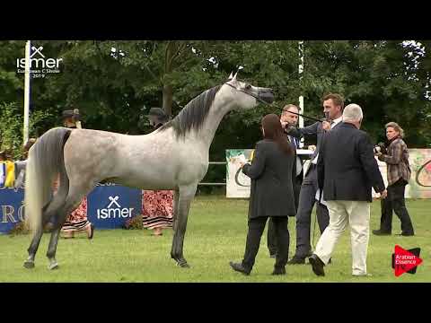 N.160 FAZIT-B - Strohen 2019 C European - 7-9 year old Stallions (Class 13)