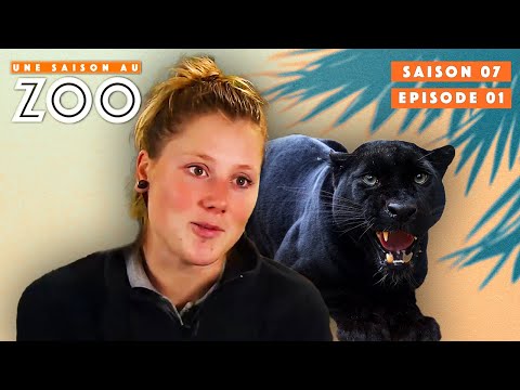 Charlotte is back at the Zoo! | S07EP01 | Full Show | A Season at the Zoo