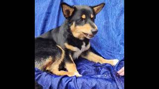 Video preview image #1 Aussie Siberian Puppy For Sale in Cuba, NY, USA