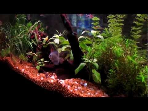 Discus Fish in 60 gallon planted community tank