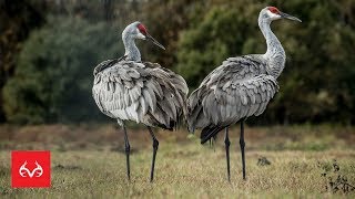 Sandhill Crane Hunt | Ribeye of the SKY