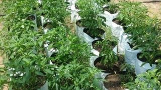 எங்கள் வீட்டு தோட்டம்❤️👍#shortsfeed#trending#nature#viralvedio#subscribe#tamil#iyargai#love#ytshorts