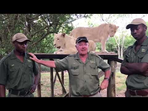 MAN WALKS WITH LIONS (White Lions education awareness