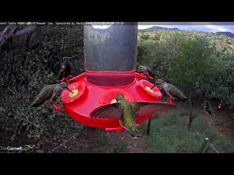 Male and Female Rivoli's Hummingbirds Visits West Texas – Sept. 7, 2019