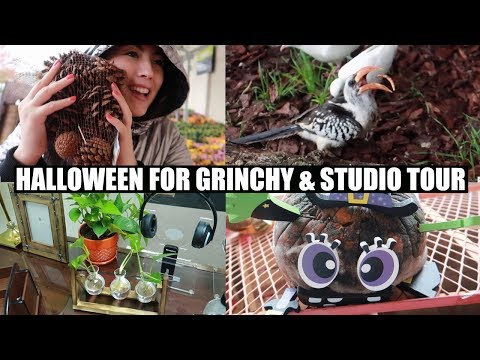 Studio Tour & Halloween Pet Celebration: Content Creator Workspace