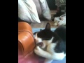 Elmo Cat