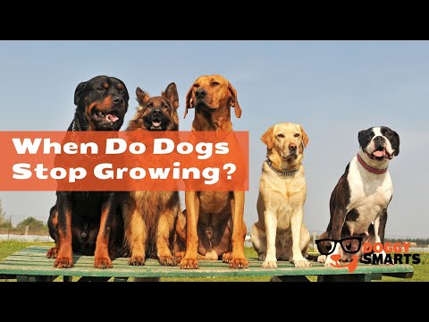 YouTube video about: When do dogs stop growing labrador?