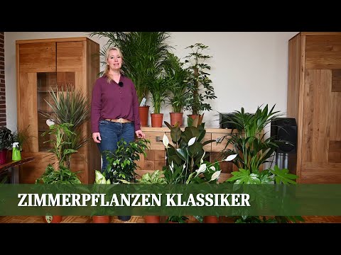 Zimmerpflanzen Teil 1 - Die Klassiker, Pflege und Ansprüche