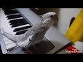cockatiel Poko singing Totoro  |  1 hour