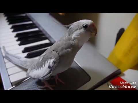 cockatiel Poko singing Totoro  |  1 hour