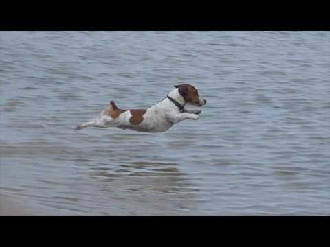 Jack Russell Racing Dive