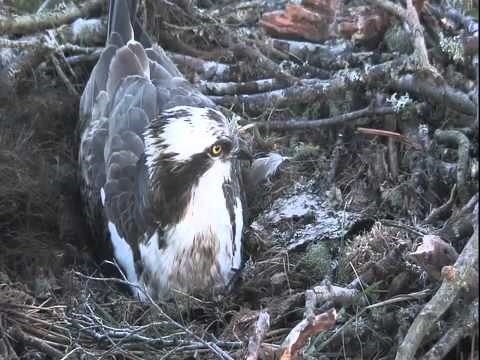 Loch of the Lowes, Resident male (7Y) returning to nest with fish