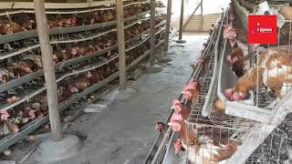 KAMSA POULTRY