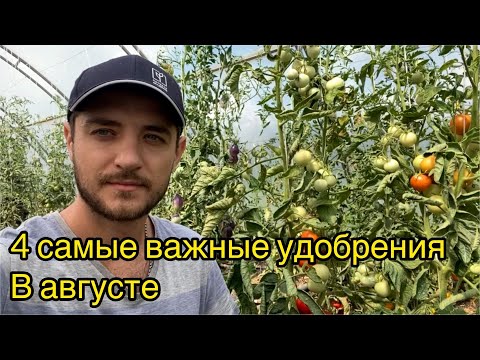 Полная схема подкормок томатов в АВГУСТЕ.