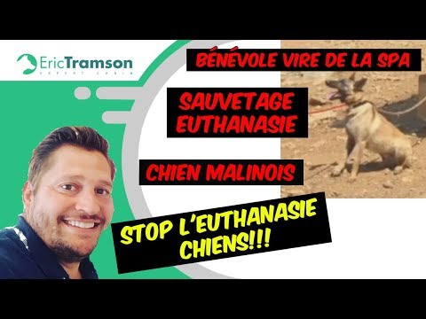 BENEVOLE VIRE DE LA SPA/ SAUVETAGE EUTHANASIE/ERIC TRAMSON EDUCATEUR CANIN CHIEN MORDEUR